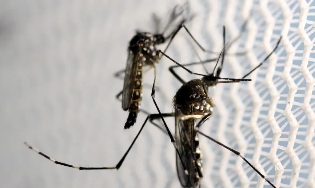 Norte, Centro-Oeste e Sudeste têm desaceleração de casos da dengue