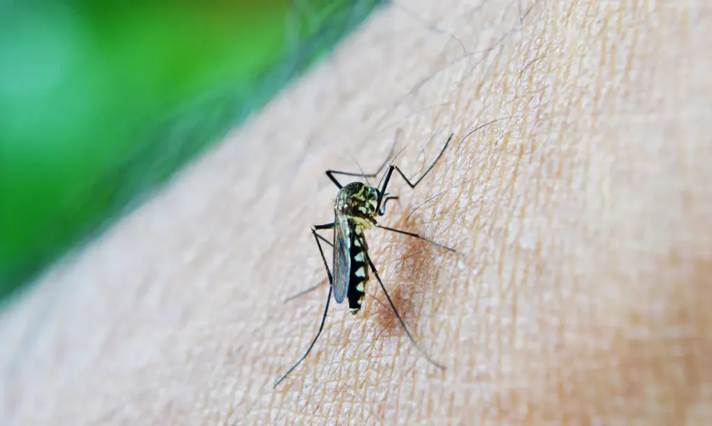 Dengue mata mais duas pessoas em Campinas
