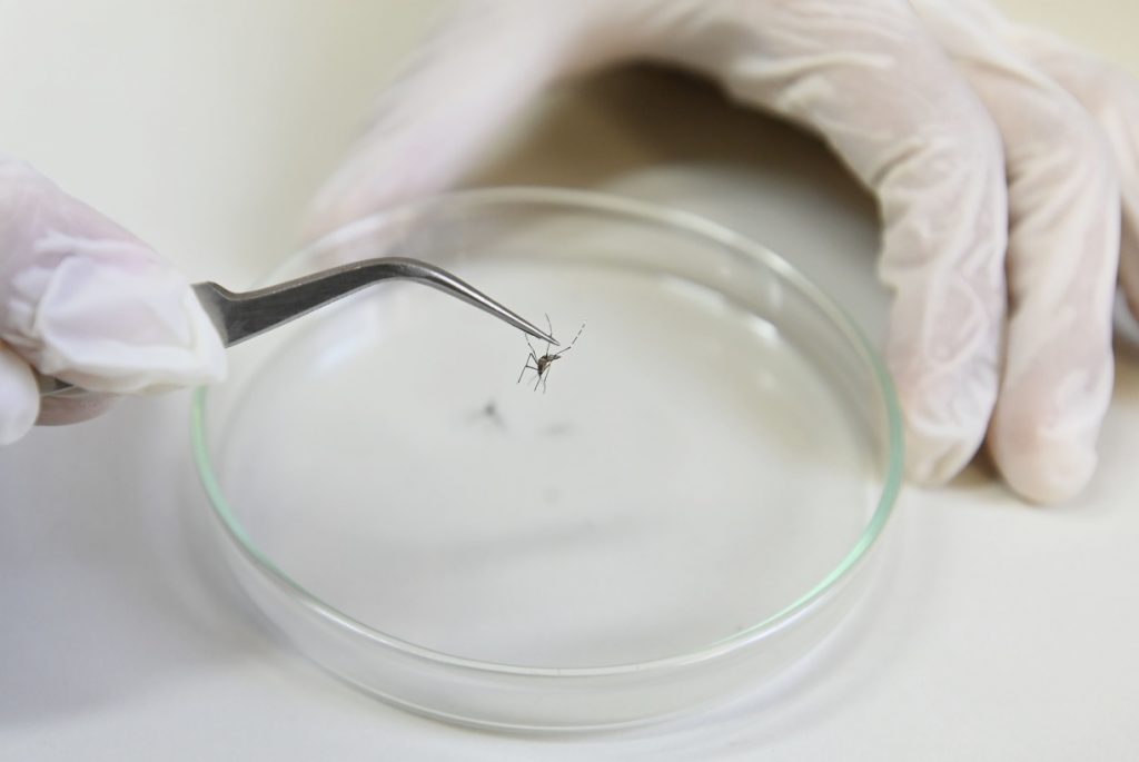 Mais quatro pessoas morrem com dengue em Campinas