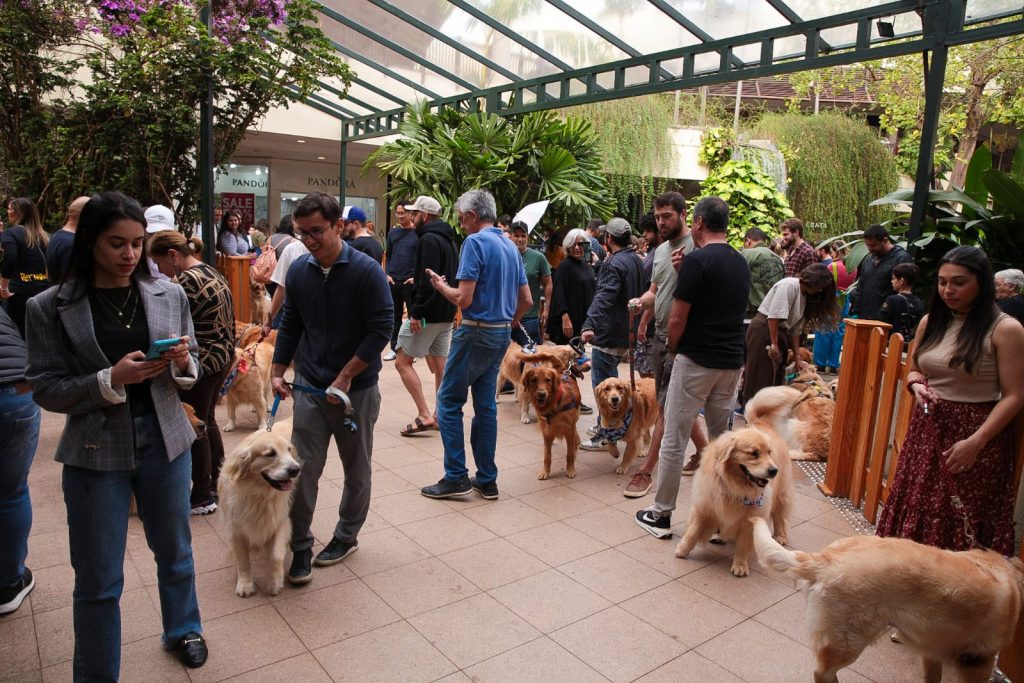 Encontro Pet no Galleria Shopping celebra o encanto dos Shih Tzus